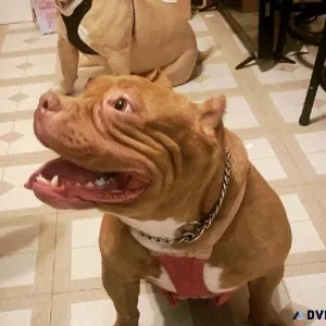 American Bully Pocket