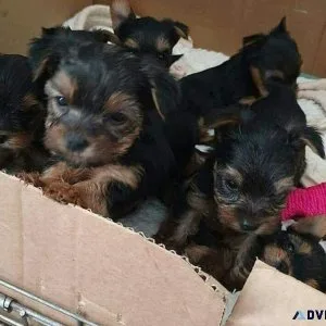 Registered Cute Yorkie Pups For Adoption