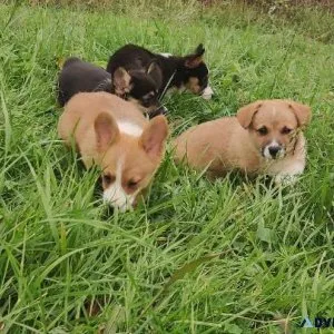 Pembroke Welsh Corgi puppies