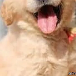 Dogs For Sale