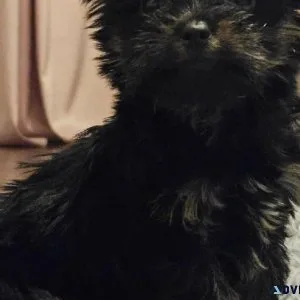 Teacup Yorkie