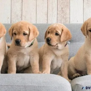 FREE  &quotPUPPIES&quot Labs