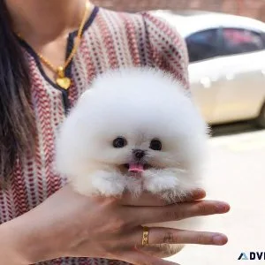 Lovely Pomeranian Puppy