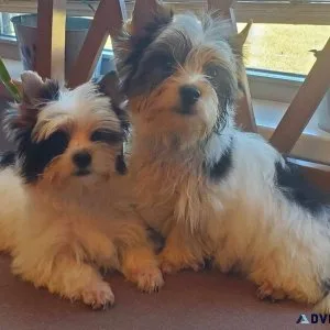 BIEWER TERRIERS-AKC