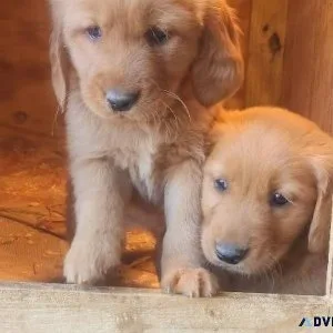Golden Retriever Puppies