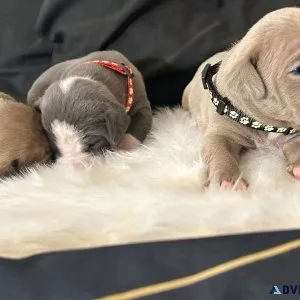 Xl BullyPit