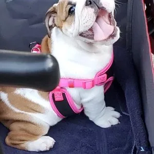 Hectic English Bulldog puppies