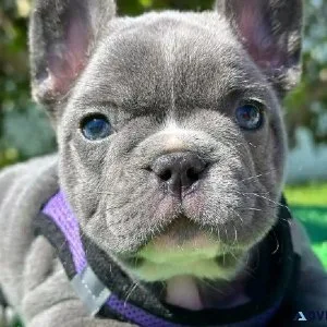 Frenchie bulldogs