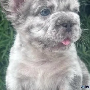 FRENCH BULLDOG PUPPIES