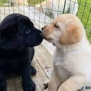 Labrador Retriever puppies