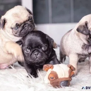 PUG PUPPIES