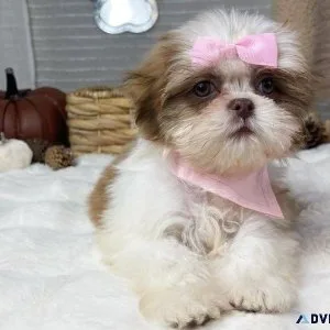 Shih Tzu Puppies