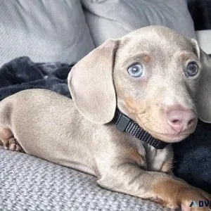 Dachshund Puppies