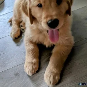 GOLDEN RETRIEVER PUPPIES