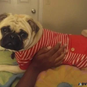 Precious pug