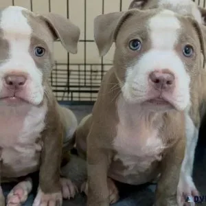 pitbull puppies
