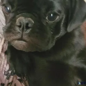 Precious pug pups