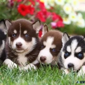 Siberian Husky puppies