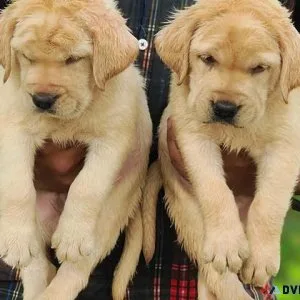 Golden Retriever Puppies
