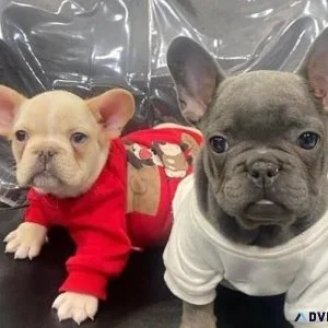 French Bulldog Puppies