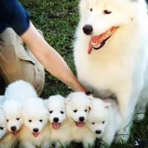 Samoyed Puppies