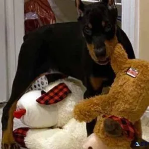 Doberman Pinscher
