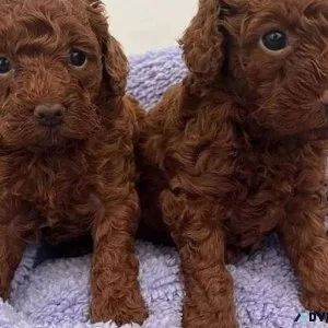 Poodle Puppies