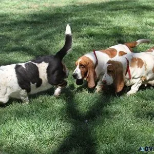 Basset Hound Puppiess