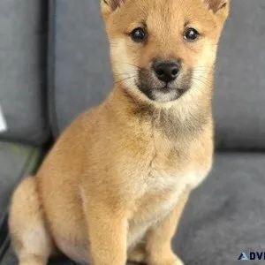 Shiba inu puppies for adoption