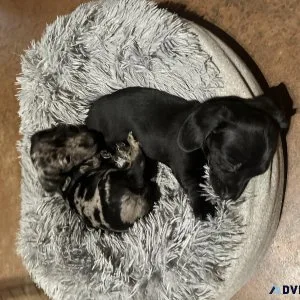 AKC Dachshund puppies