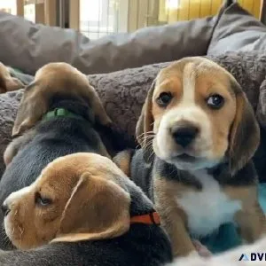 BEAGLE PUPPIES