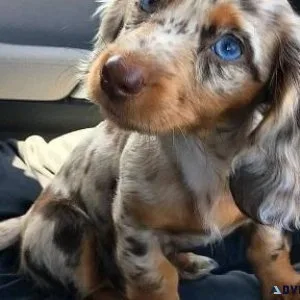 Miniature Dachshund Puppies
