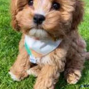 Cavapoo puppies