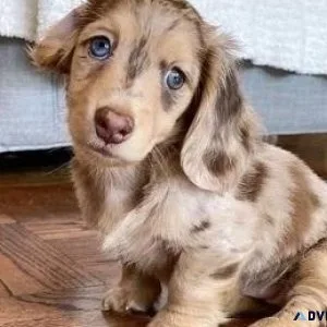 Classic LongShot Hair Dachshund Puppies