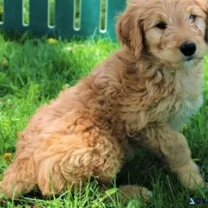 Amazing Goldendoodle puppies Searching
