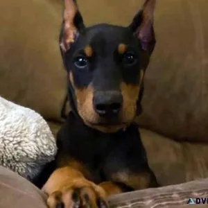 Doberman Puppies