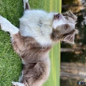 The Border Collie Unleashing the Power of Canine Intelligence
