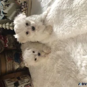 Male Maltese