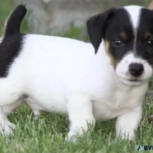 Sweet Jack Russell Terrier puppies