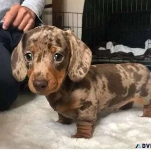 Dchshund Puppies
