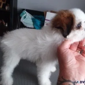 Beautiful Shihpoo puppies available