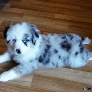 Australian Shepherd Puppies
