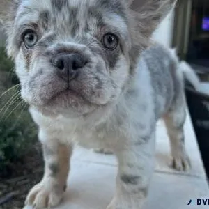 Fluffy French Bulldog Puppies