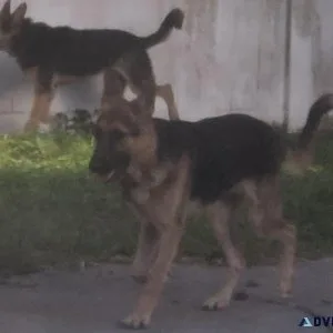 German Shepard Puppies
