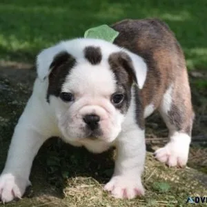 Beautiful English Bulldog Puppies Available.