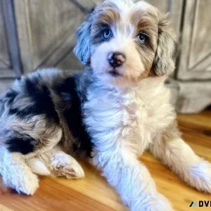 Aussiedoodle Puppies