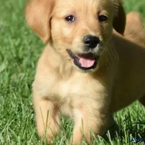 Cute Golden Retriever puppies for adoption