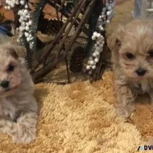 Maltipoo Females