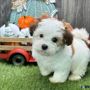 Adorable Havanese puppies for adoption