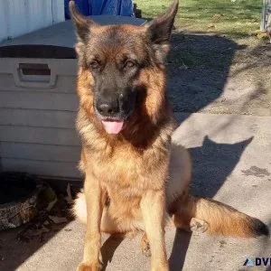 Import German Shepherd